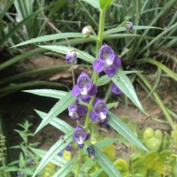 Angelonia